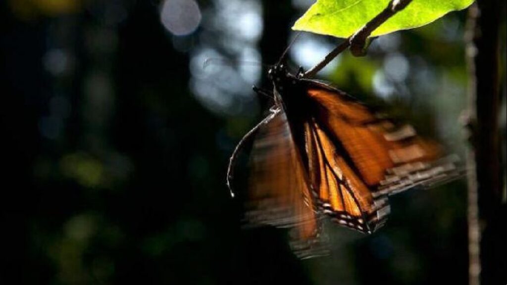 El significado de la Mariposa Monarca y el Día de Muertos en Edomex Foto: Especial