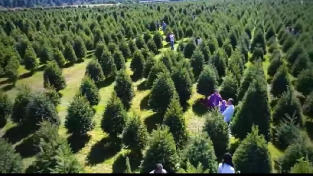 Árboles de Navidad Amecameca 2021. Costo del árbol
