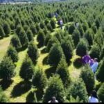 Arboles de Navidad Amecameca 2021: Costo del árbol y ubicación Foto: Especial