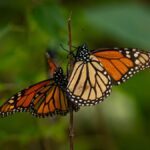 ¿Cuándo abren los santuarios de la Mariposa Monarca Edomex 2021? Foto: Especial