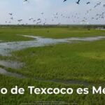 Parque Ecológico Lago de Texcoco. Checa el decreto en PDF Foto: Especial