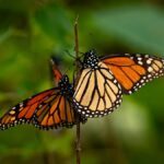 Reserva de la biosfera de la mariposa monarca Edomex. Datos desconocidos y ubicación Foto: Especial